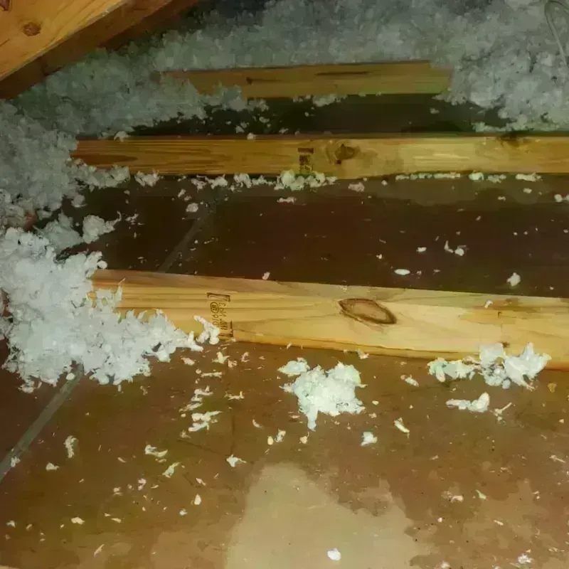 Attic Water Damage in Manhattan, IL